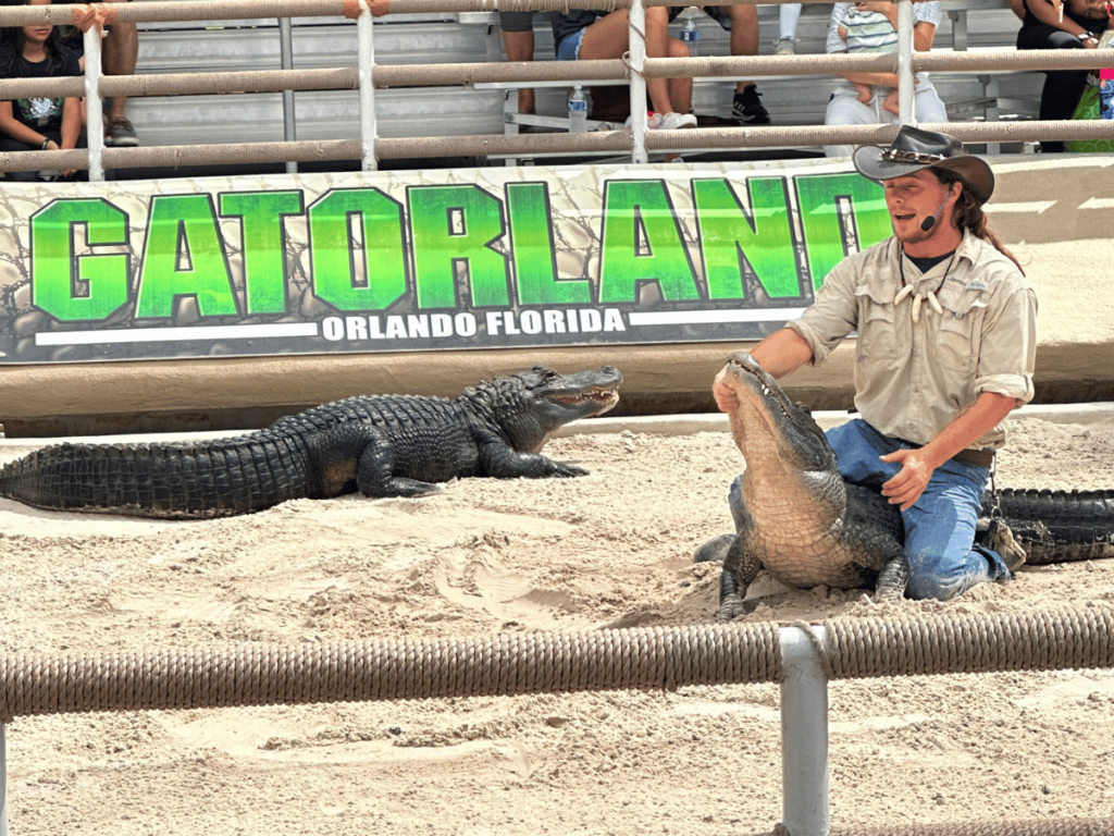 gatorland performance with alligators