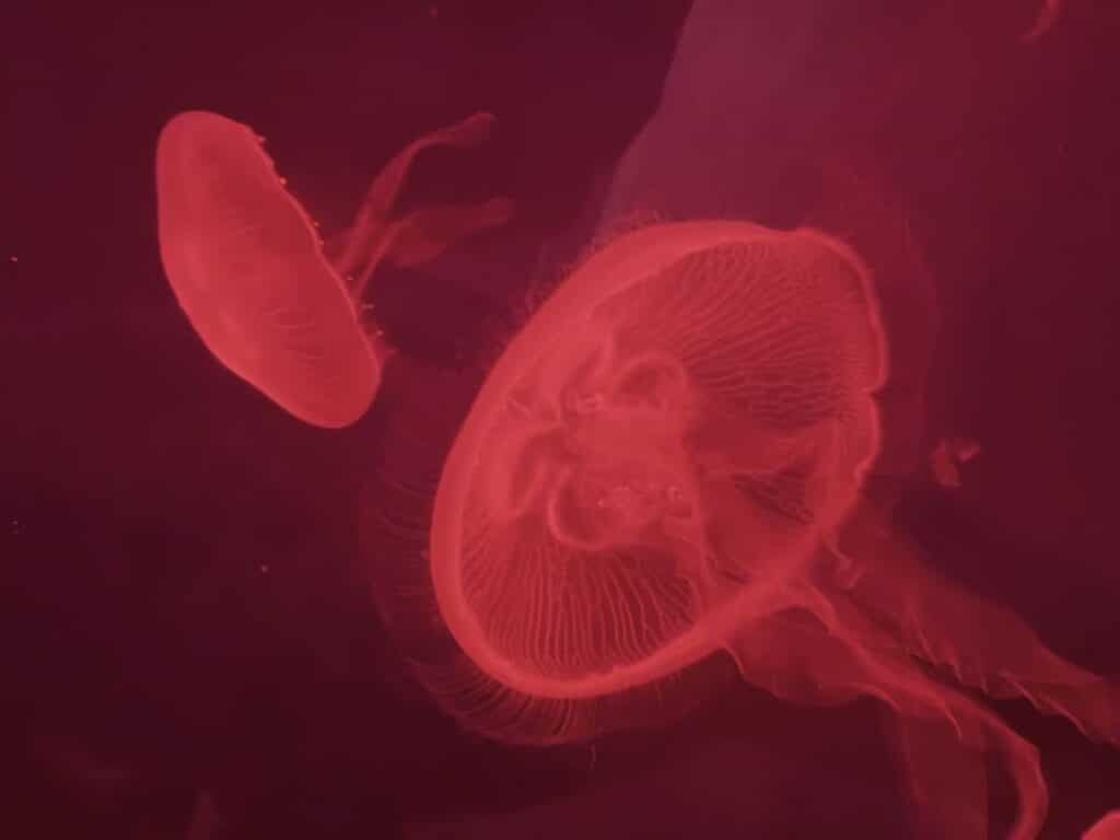 Jelly Fish Sea Life