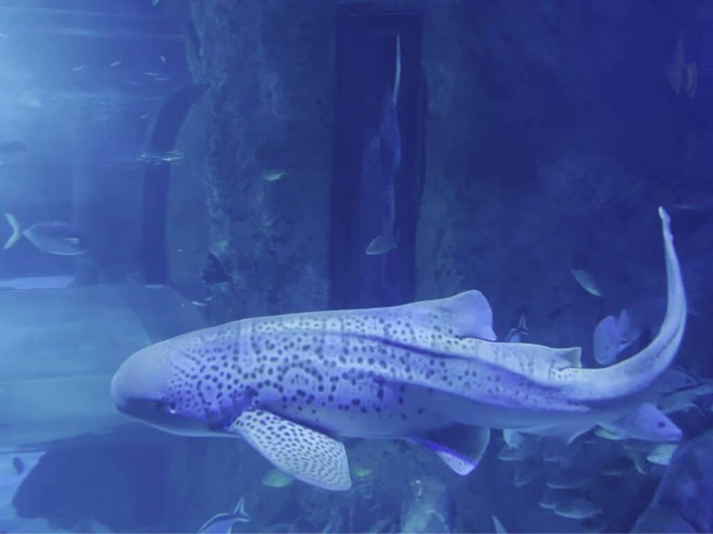 Sea Life Fishes