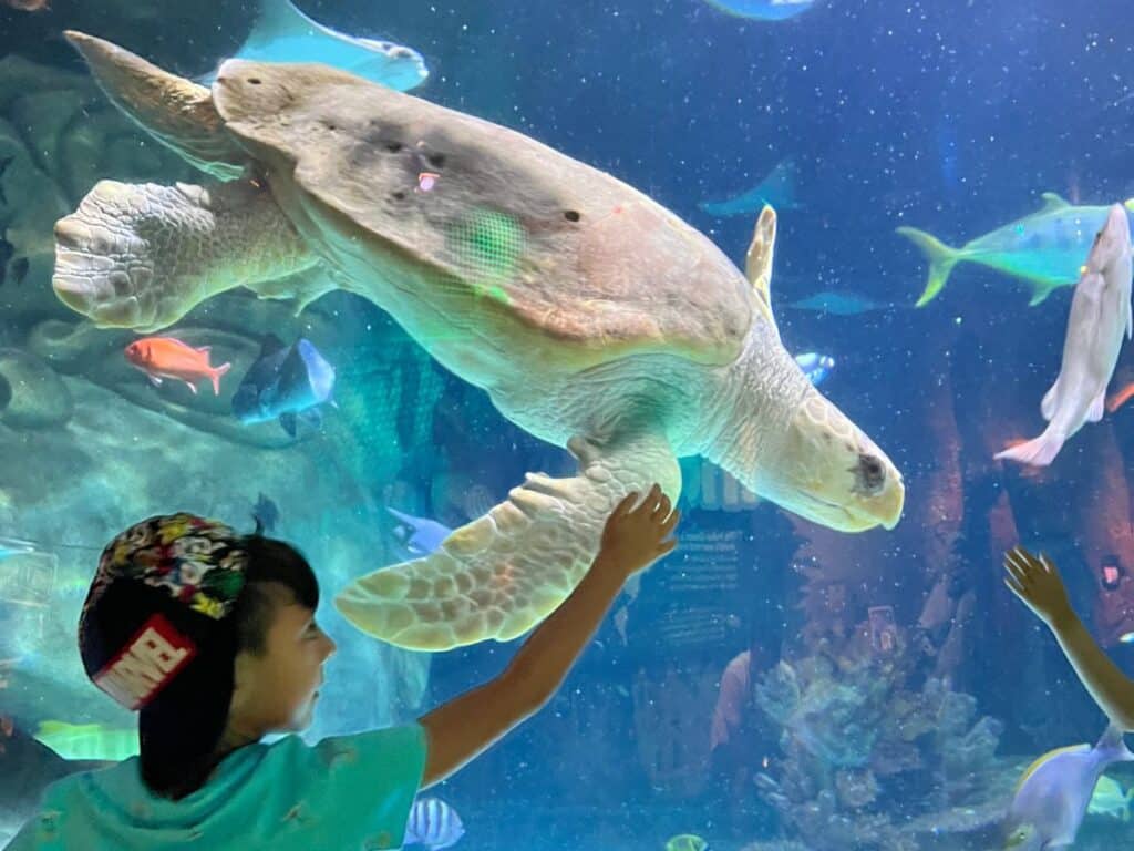 Turtle Sea Life